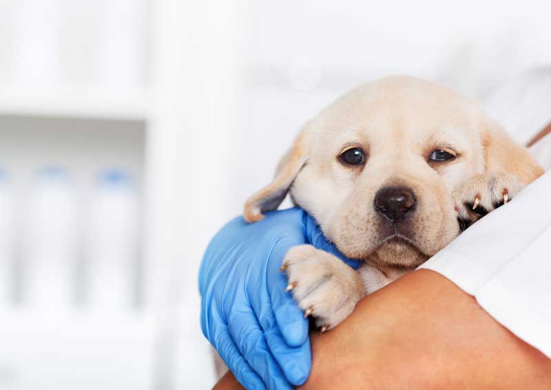 Carousel Slide 1: Puppy veterinary visits