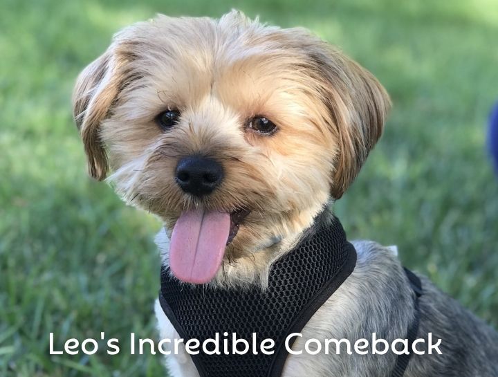 Leo's Incredible Comeback