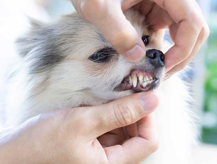 Castro Valley Pet Dentist